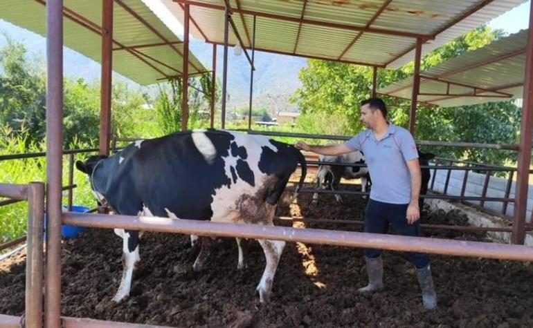 Milasta şap alarmı 11 mahallede 30 günlük karantina