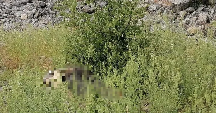 Ot toplamak için antik kente çıkmıştı: Kayalıklardan düşerek can verdi!