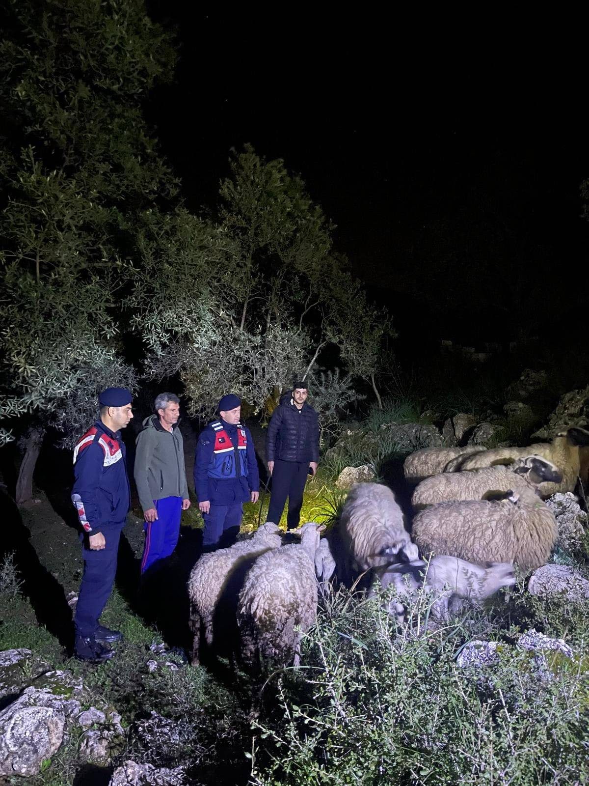 Kaybolan Hayvanları Jandarma Buldu
