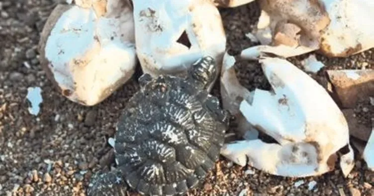 Caretta carettalar sahile çıkıyor