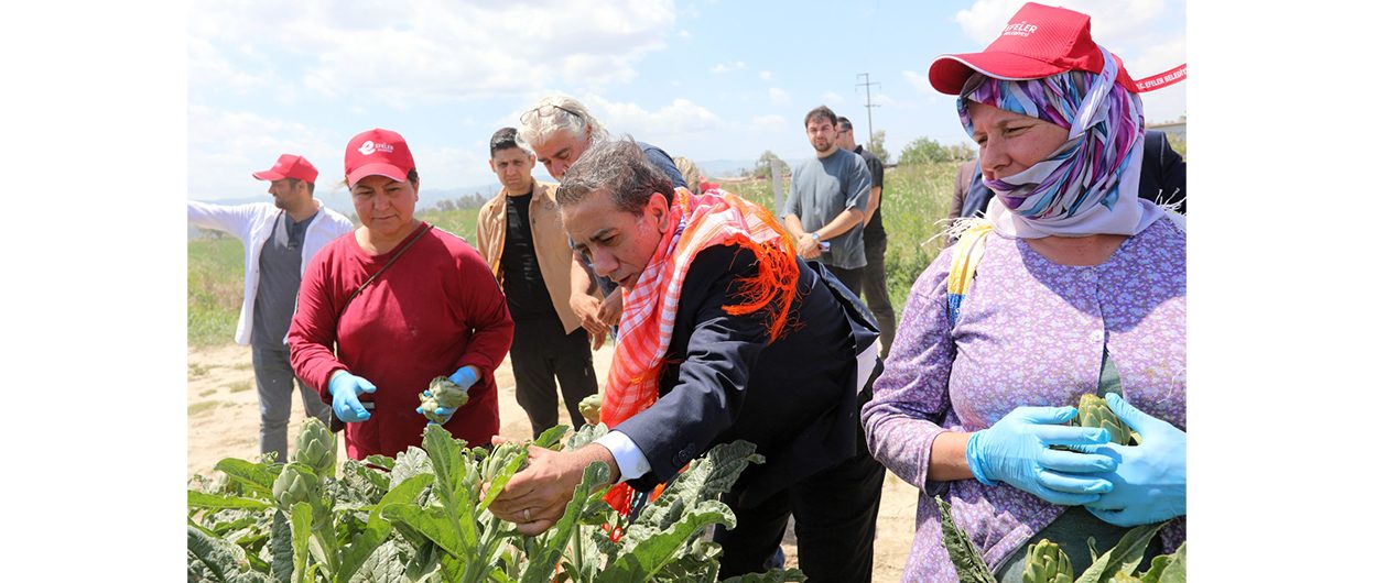 Başkan Yetişkin, enginar hasadına katıldı